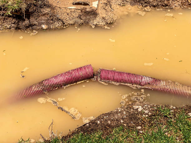 Best Mold removal after water damage  in Urbana, IA